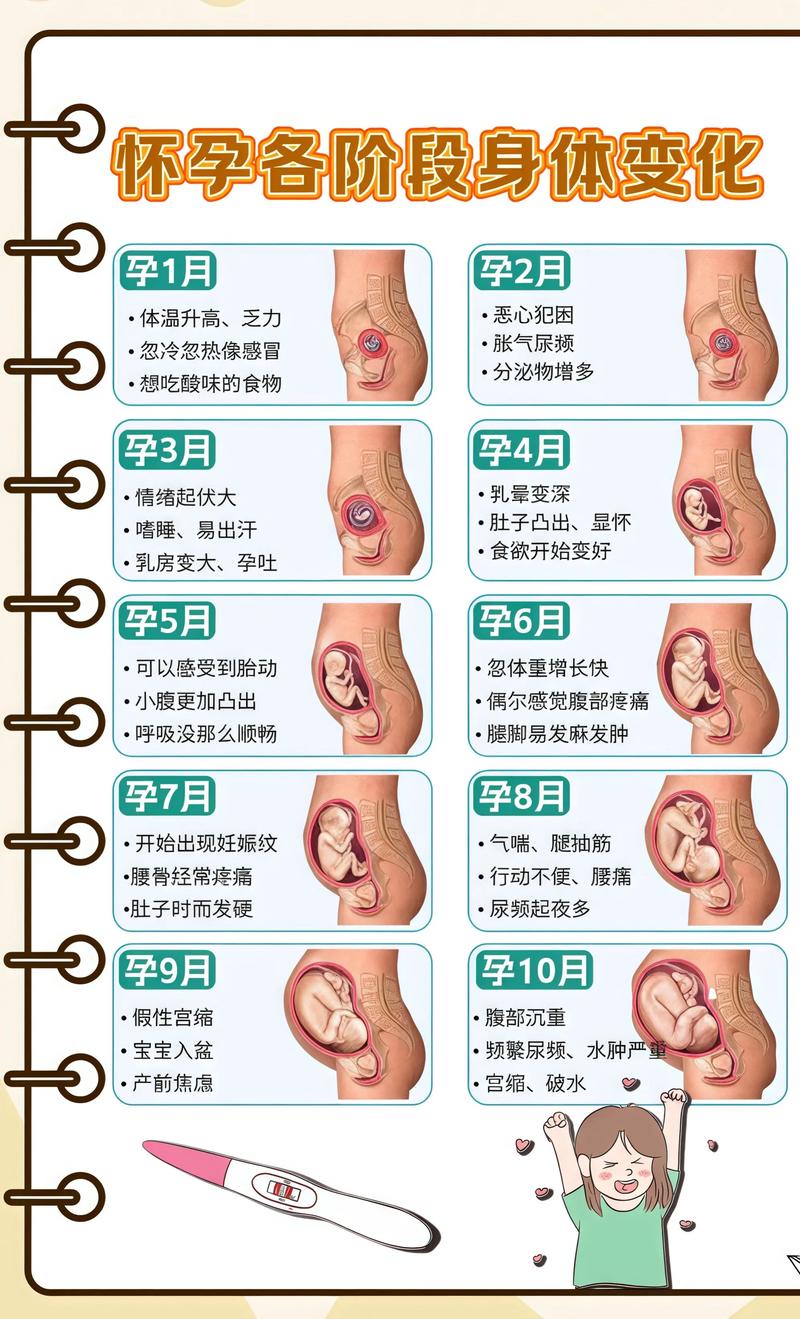 揭秘供卵代孕妈妈怀孕小腹分两节，孕期变化的奥秘阳江代生机构: